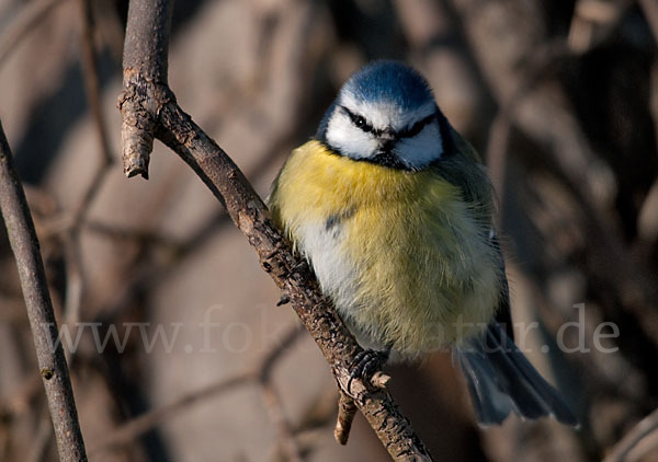 Blaumeise (Parus caeruleus)