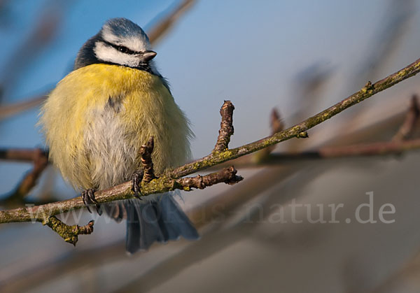 Blaumeise (Parus caeruleus)