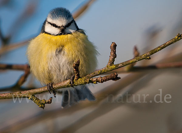 Blaumeise (Parus caeruleus)