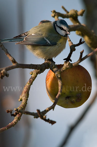 Blaumeise (Parus caeruleus)