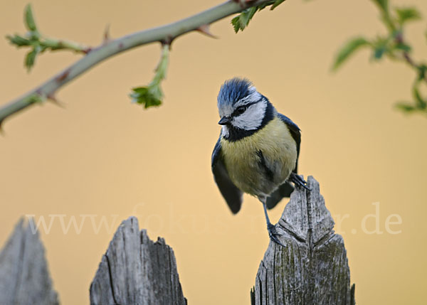 Blaumeise (Parus caeruleus)