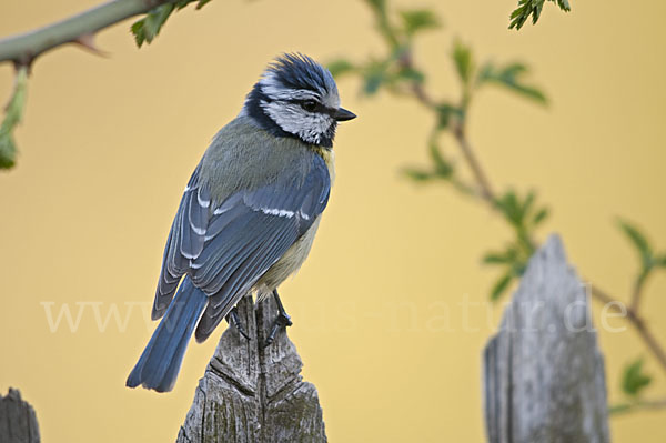 Blaumeise (Parus caeruleus)