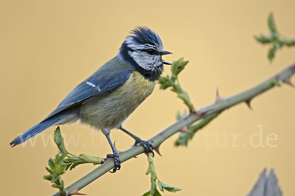 Blaumeise (Parus caeruleus)