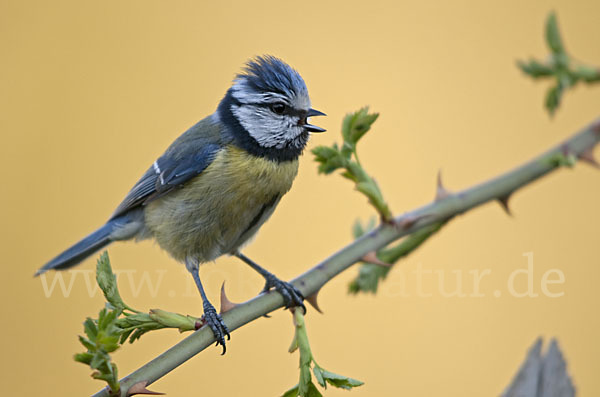 Blaumeise (Parus caeruleus)