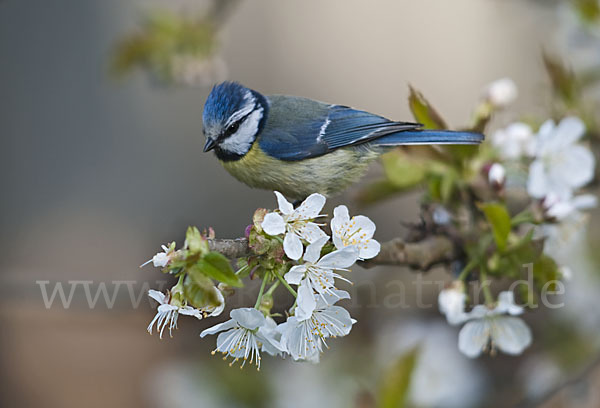 Blaumeise (Parus caeruleus)