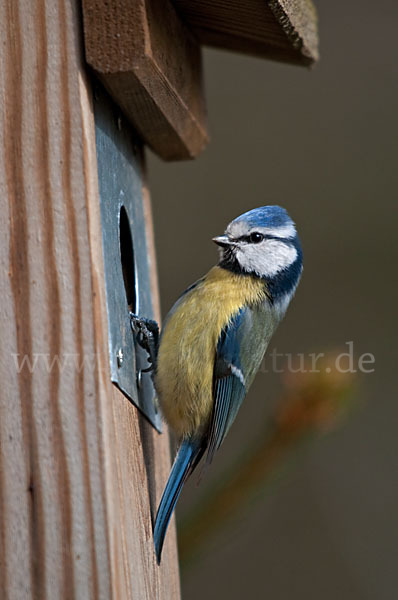 Blaumeise (Parus caeruleus)