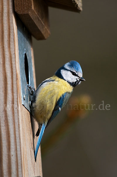 Blaumeise (Parus caeruleus)