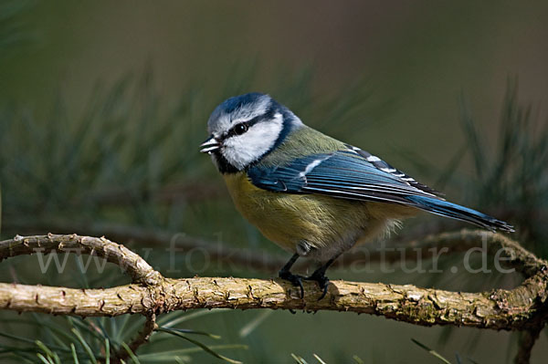 Blaumeise (Parus caeruleus)