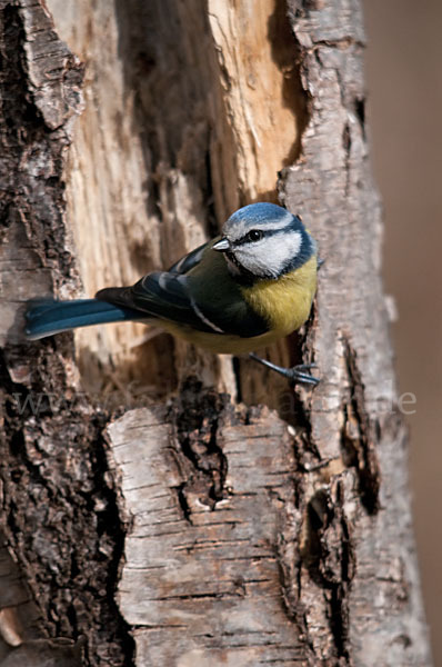 Blaumeise (Parus caeruleus)