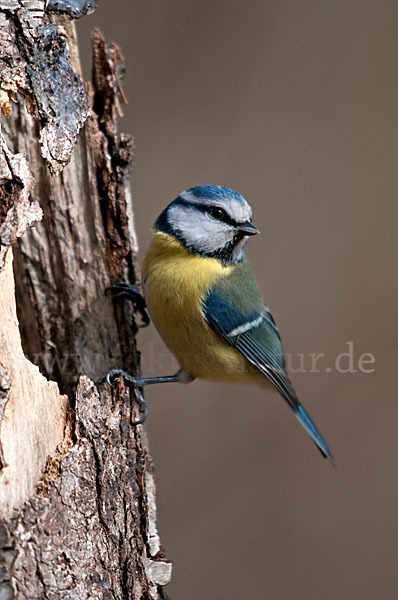 Blaumeise (Parus caeruleus)