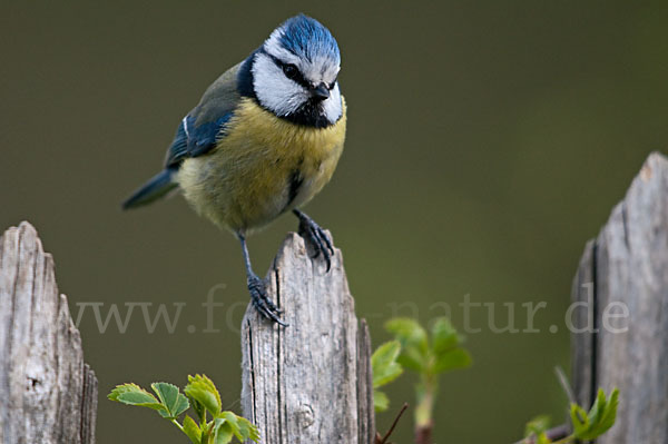 Blaumeise (Parus caeruleus)