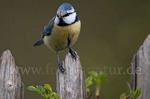 Blaumeise (Parus caeruleus)