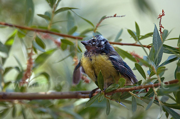 Blaumeise (Parus caeruleus)