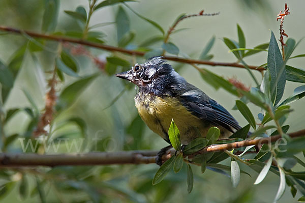 Blaumeise (Parus caeruleus)