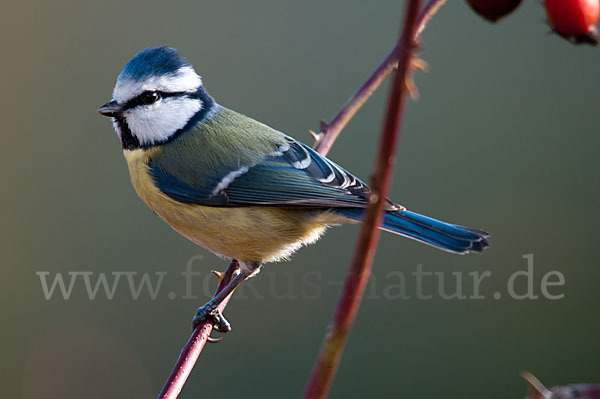 Blaumeise (Parus caeruleus)