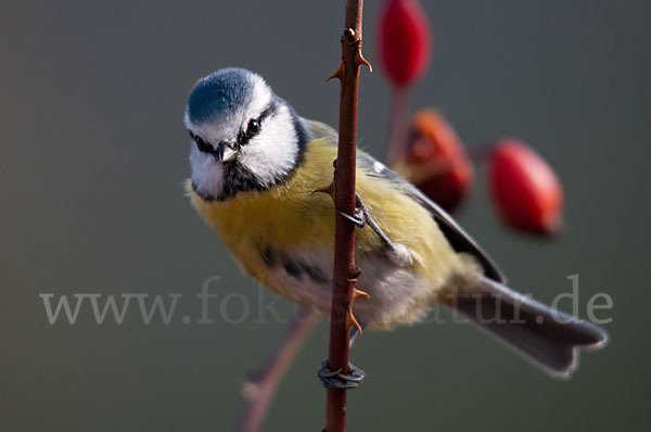 Blaumeise (Parus caeruleus)