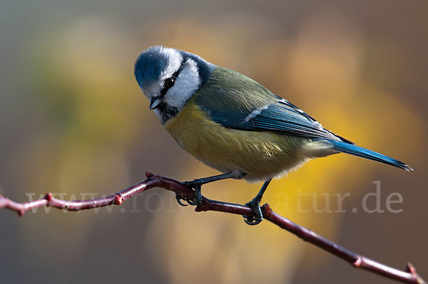 Blaumeise (Parus caeruleus)