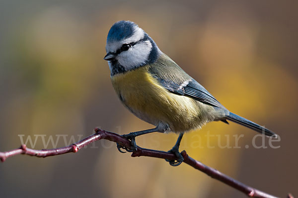 Blaumeise (Parus caeruleus)