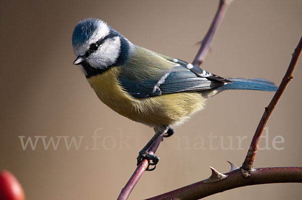 Blaumeise (Parus caeruleus)