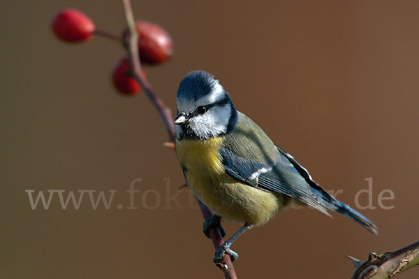 Blaumeise (Parus caeruleus)