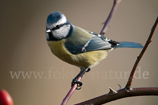 Blaumeise (Parus caeruleus)