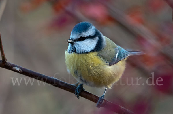 Blaumeise (Parus caeruleus)