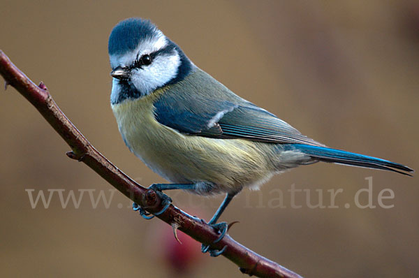 Blaumeise (Parus caeruleus)