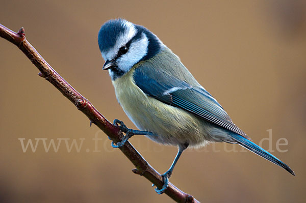 Blaumeise (Parus caeruleus)