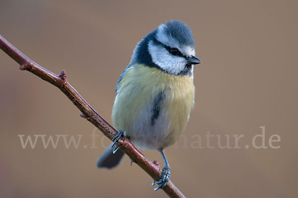 Blaumeise (Parus caeruleus)