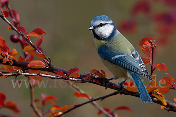 Blaumeise (Parus caeruleus)