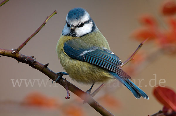 Blaumeise (Parus caeruleus)