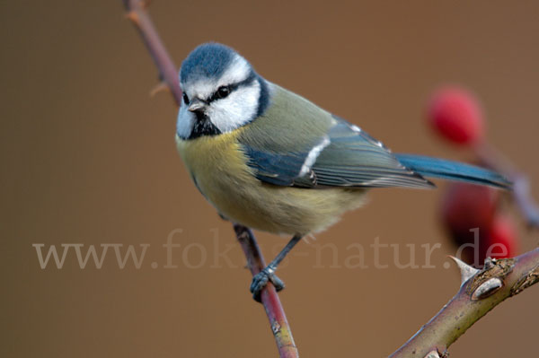 Blaumeise (Parus caeruleus)