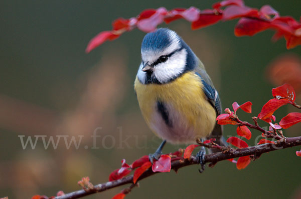 Blaumeise (Parus caeruleus)