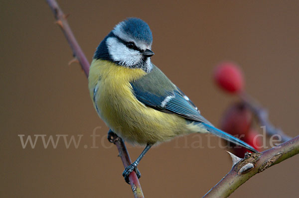 Blaumeise (Parus caeruleus)