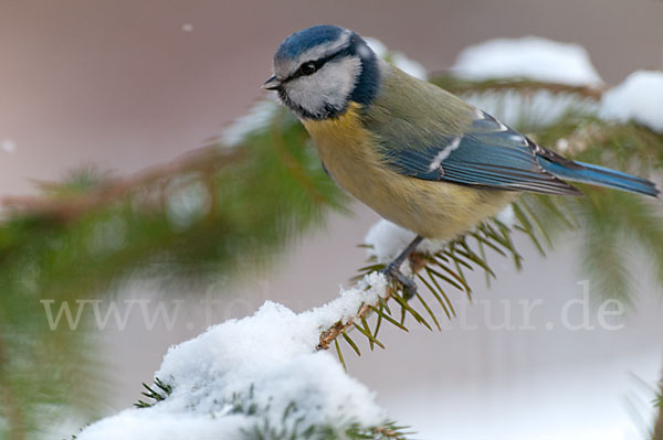 Blaumeise (Parus caeruleus)