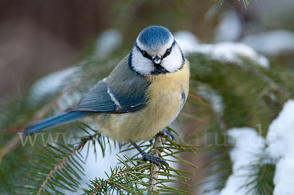 Blaumeise (Parus caeruleus)