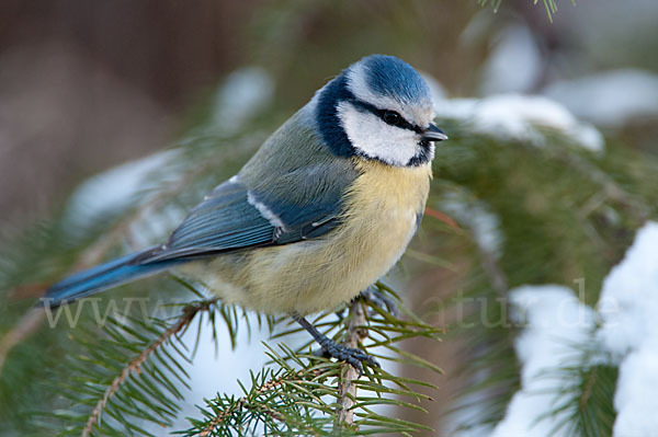 Blaumeise (Parus caeruleus)