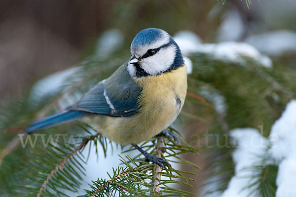 Blaumeise (Parus caeruleus)