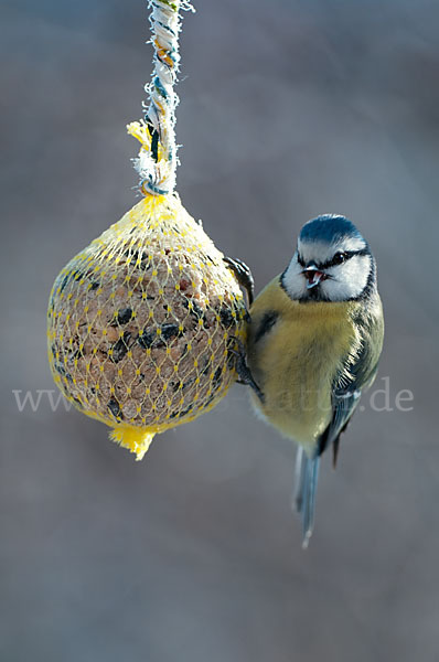 Blaumeise (Parus caeruleus)