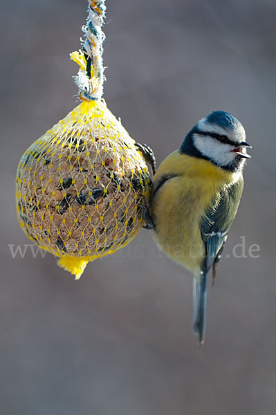 Blaumeise (Parus caeruleus)