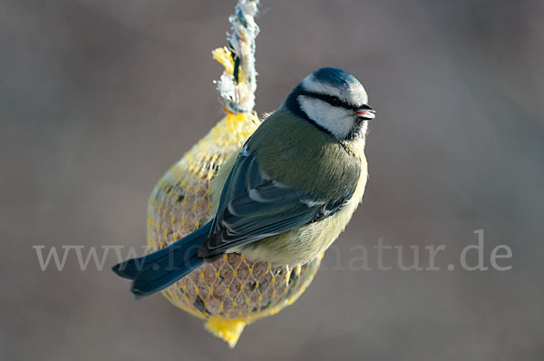 Blaumeise (Parus caeruleus)