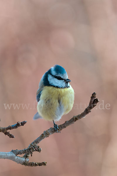 Blaumeise (Parus caeruleus)