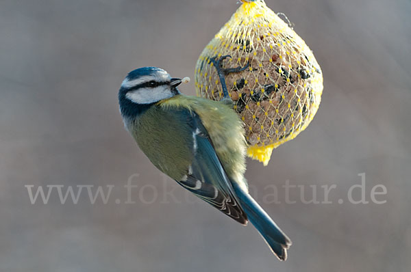 Blaumeise (Parus caeruleus)