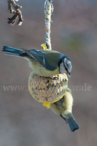 Blaumeise (Parus caeruleus)