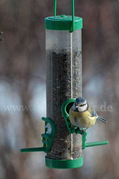 Blaumeise (Parus caeruleus)