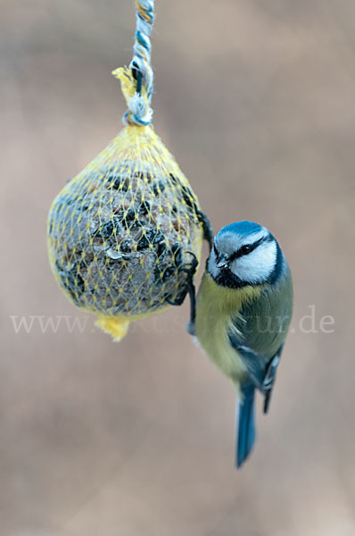 Blaumeise (Parus caeruleus)