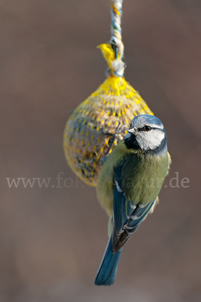 Blaumeise (Parus caeruleus)