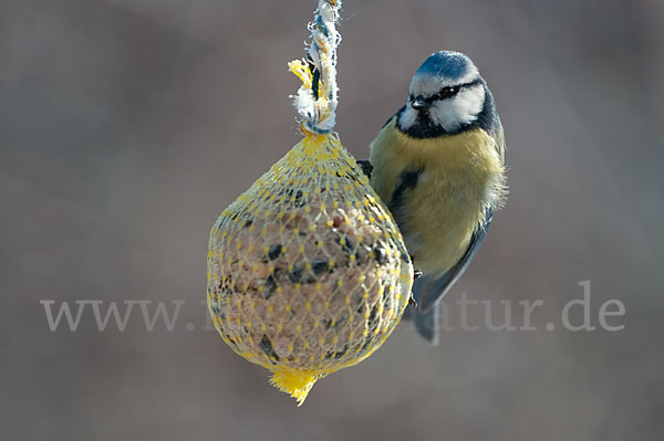 Blaumeise (Parus caeruleus)