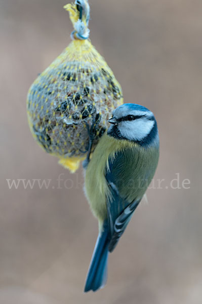 Blaumeise (Parus caeruleus)