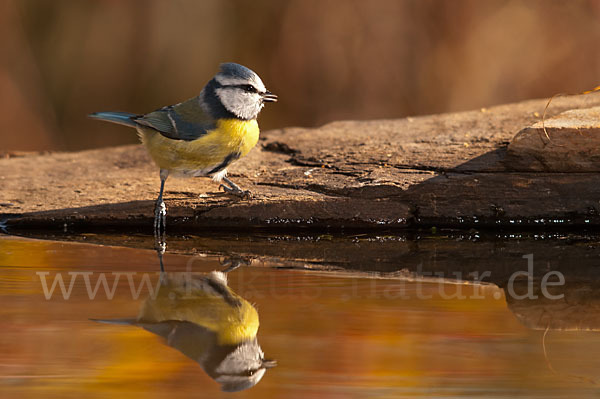 Blaumeise (Parus caeruleus)